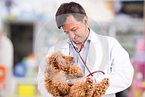 Vet doctor examining cute poodle dog with stethoscope at clinic