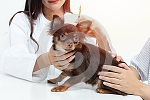 Vet doctor is examining the dog and treating it by injecting medicine in clinic with the pet owner next to it. pet care concept.