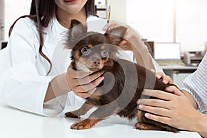 Vet doctor is examining the dog and treating it by injecting medicine in clinic with the pet owner next to it. pet care concept