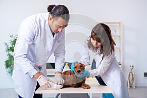 Vet doctor examining golden retriever dog in clinic