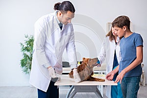 Vet doctor examining golden retriever dog in clinic