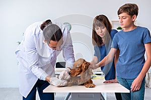 Vet doctor examining golden retriever dog in clinic