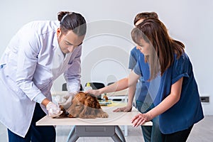 Vet doctor examining golden retriever dog in clinic