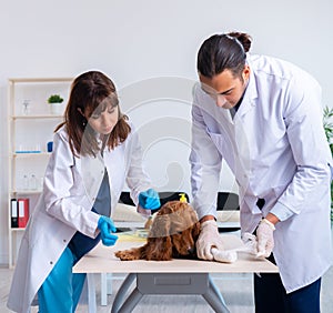 Vet doctor examining golden retriever dog in clinic