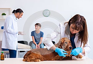 Vet doctor examining golden retriever dog in clinic