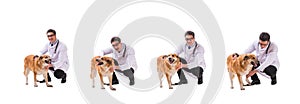 The vet doctor examining golden retriever dog isolated on white