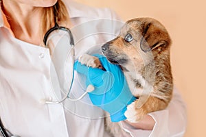 Vet doctor holding mongrel puppy. Veterinarian with stethoscope holding puppy in his hands during the examination in the vet