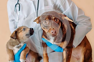 Vet doctor holding two mongrel dogs. Veterinarian with stethoscope holding puppy and adult dog in his hands during the examination