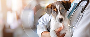 Vet doctor is keeping a cute puppy dog in hands dressed in white coat with stethoscope. Veterinary clinic medicine