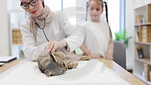 Vet doctor putting stethoscope on cat's belly near tween kid