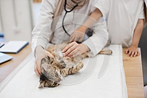 Vet doctor putting stethoscope on cats belly near tween kid