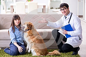 The vet doctor visiting golden retriever dog at home