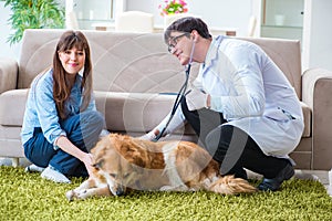 The vet doctor visiting golden retriever dog at home