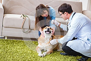 The vet doctor visiting golden retriever dog at home