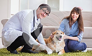 Vet doctor visiting golden retriever dog at home