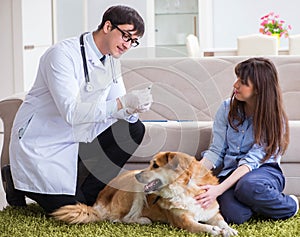 Vet doctor visiting golden retriever dog at home