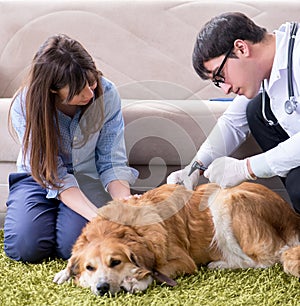 Vet doctor visiting golden retriever dog at home