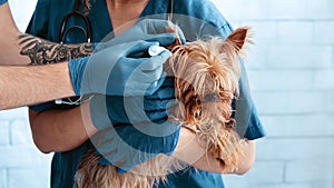Vet doctors using drops to treat dog`s ear infection at animal clinic, closeup