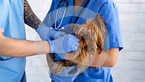 Vet doctors working with little dog at animal clinic, close up