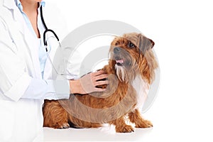 Vet and dog