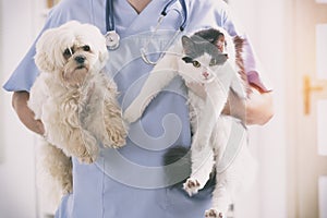 Vet with dog and cat