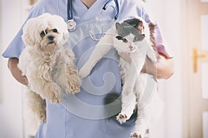 Vet with dog and cat photo