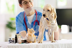 Vet with dog and cat. Puppy and kitten at doctor