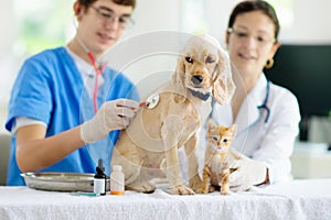 Vet with dog and cat. Puppy and kitten at doctor