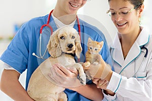 Vet with dog and cat. Puppy and kitten at doctor