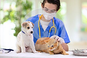 Vet with dog and cat. Puppy and kitten at doctor