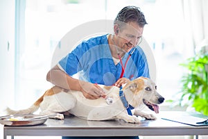 Vet with dog and cat. Puppy and kitten at doctor