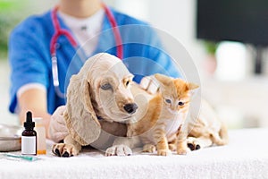 Vet with dog and cat. Puppy and kitten at doctor photo