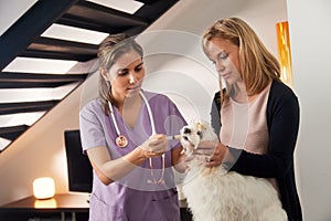 Vet And Dog Owner Giving Medicine Drug To Dog