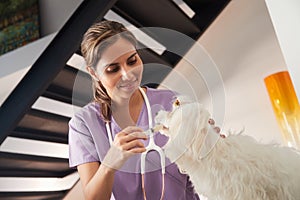 Vet And Dog Owner Giving Medicine Drug To Dog