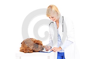 Vet and dog