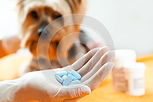 Vet with dog pills.