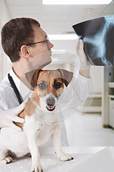 Vet with dog and x-ray