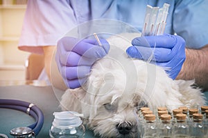 Vet doing acupuncture treatment