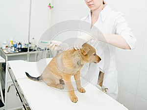 Vet doing vaccination dog photo