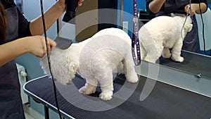 The vet dries the dog`s hair with a hair dryer and combs a dog Bichon Frise.