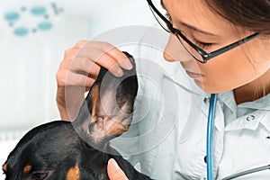 Vet examines ear of dog