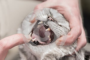 Vet examines a  grey tabby cat. Dental check-up in the veterinary practice photo