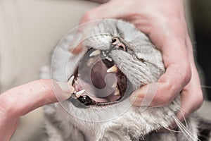 Vet examines a  grey tabby cat. Dental check-up in the veterinary practice