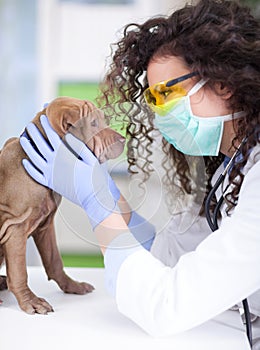 Vet examines the Shar Pei dog