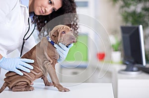 Vet examines the Shar Pei dog