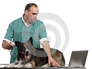 Vet examining a Border Collie with a digital