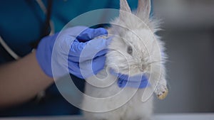 Vet examining bunny foot for injury, searching ulcers, pododermatitis symptoms