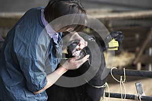 Vet Examining Calf