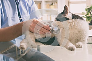 Vet examining a cat