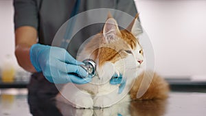 Vet examining cat on the examination table. Veterinary doctor using stethoscope